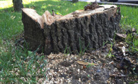 Procuratura despre defrișarea celor peste 30 de copaci din sectorul Rîșcani DOC