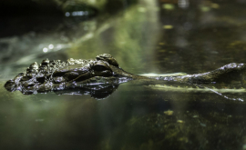 În SUA un aligator a ocupat o piscină privată VIDEO