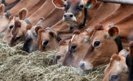 Франция поможет развитию животноводства Молдовы