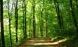 Un nou studiu cum luptă pădurile cu încălzirea globală 