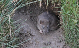 Încă o curte a blocurilor de locuit din Chișinău invadată de șobolani