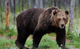 В Румынии закрыли доступ к замку Дракулы изза медведей