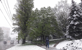 În Găgăuzia vor fi compensate parţial pagubele provocate de ninsorile din aprilie