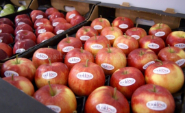 Producătorii moldoveni de mere și cireșe studiază experiența olandezilor