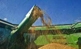 Transnistria va licenţia exportul de culturi cerealiere oleaginoase şi tehnice