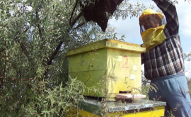 30000 de albine stabilite pe un zgîrienori în New York