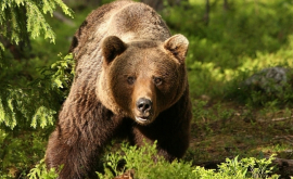 Жительница Колорадо встретила медведя в гараже своего дома ВИДЕО