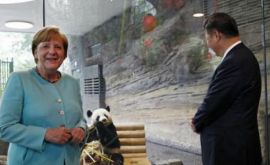 Doi urși panda ambasadori ai Chinei prezentați la Berlin la cel mai înalt nivel