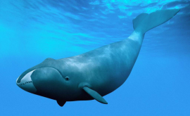 În preajma unor delfini a fost surprisa cu camera video o balenă