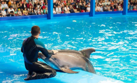 Дельфинарий в Кишинёве покажет последнее представление
