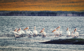 Raiul pelicanilor din sudul Moldovei FOTO