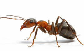 Un fotograf a arătat superputerea furnicii FOTO