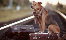 Рекомендации для путешествия с домашними животными ВИДЕО