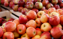 Россельхознадзор уничтожил 82 тонны молдавских яблок 