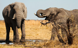 Sri Lanka Doi elefanți salvați de la înec în plină mare VIDEO
