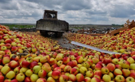 Чьи яблоки ANSA отреагировала на уничтожение партии 82 тонн яблок в России