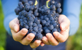 В Молдове прогнозируется рост урожая винограда