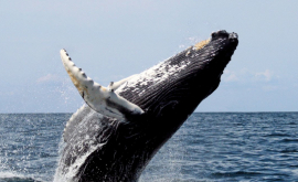 O balenă cu cocoașă sare din apă lucru foarte rar întîlnit VIDEO