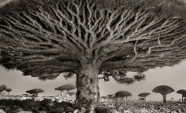 Самые древние деревья земли Фото