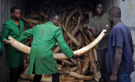 В НьюЙорке уничтожили две тонны изделий из слоновой кости