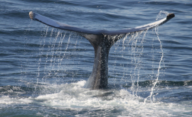 În Australia o balenă a atacat și rănit cîteva persoane 
