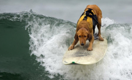 Zeci de cîini sau întrecut la o competiție anuală de surfing 