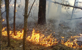 O franțuzoaică a incendiat pădurea și sa autodenunțat poliției