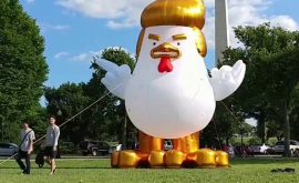 O găină cu coafura lui Trump a aterizat la Casa Albă 