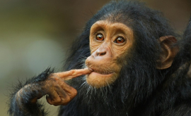 Japonezii iau învățat pe cimpanzei să se joace dea piatra foarfeca hîrtia