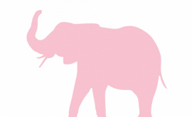 Elefantul roz există El locuiește în Africa de Sud VIDEO