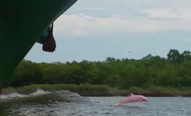 Розовые дельфины существуют редкий кадр в Луизиане