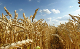 Ce recoltă de grîu a fost obținută în Moldova