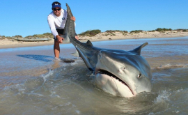 Австралийские рыбаки сняли на видео пятиметровую акулу ВИДЕО