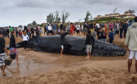 Sute de oameni au făcut eforturi uriaşe pentru a salva o balenă eşuată