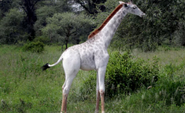 Редчайшие белые жирафы впервые попали в видеоролик ВИДЕО