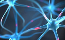 Revoluție în știință Un creier uman conectat la internet
