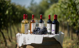 VIDEO Fautor Winery lansează noua serie de vinuri 310 Altitudine