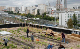 Почтальоны во Франции выращивают овощи на крыше здания ФОТО