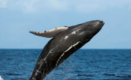 Японцы убили 177 китов из научного интереса