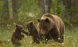 Мальчику удалось прогнать медвежью семью ВИДЕО