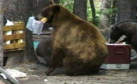 Три медведя полакомились в пиццерии в США ВИДЕО