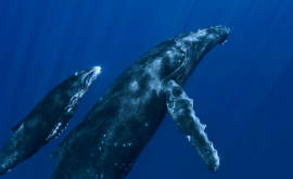 Самка кита с детёнышем удивила туристов ВИДЕО