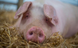 Мускулистых свиней разводят на ферме в Камбодже ВИДЕО