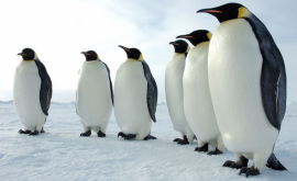 Пингвины массово гибнут в Антарктиде