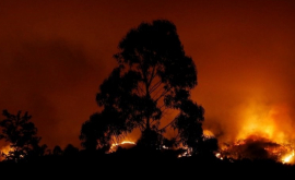 Moldovenii din Portugalia martori la incendiile de vegetație VIDEO