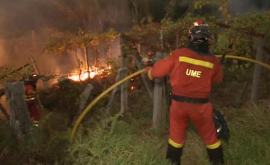 В Португалии объявили трехдневный траур по жертвам лесных пожаров