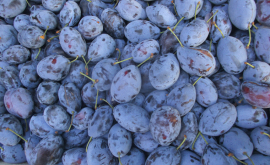 În Rusia a fost interzisă livrarea a 20 de tone de prune din Moldova