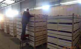 Interzicerea importului în Rusia a circa 20 de tone de mere din Moldova