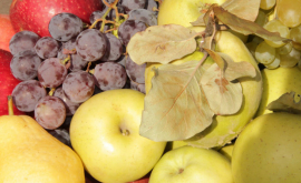 Fructele moldovenești la cea mai importantă platformă expozițională 