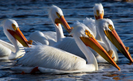 Pelicanii din Israel asigurați cu o rație bogată VIDEO